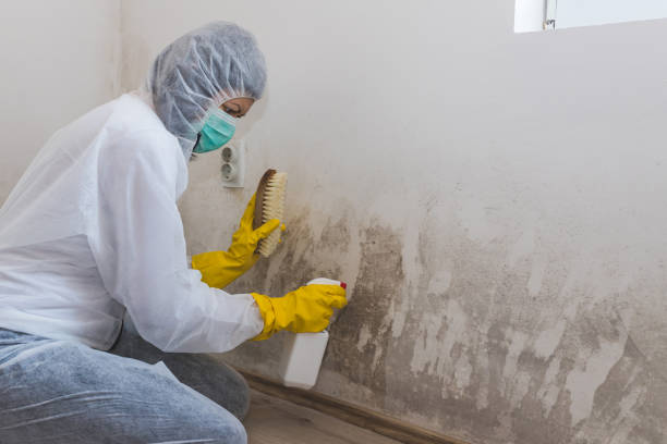 Mold Removal for HVAC Installations in Inverness Highlands North, FL