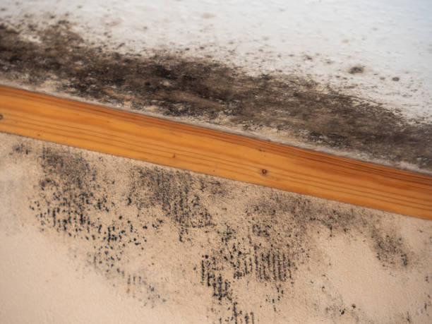 Best Comprehensive Air Testing for Mold Contaminants  in Inverness Highlands North, FL