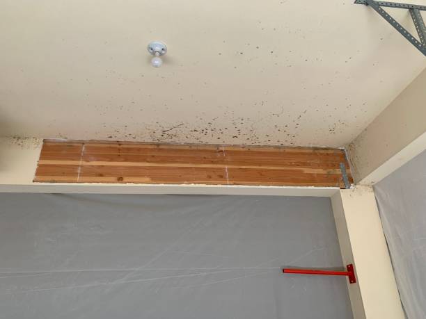 Reliable Inverness Highlands North, FL Mold Removal Solutions